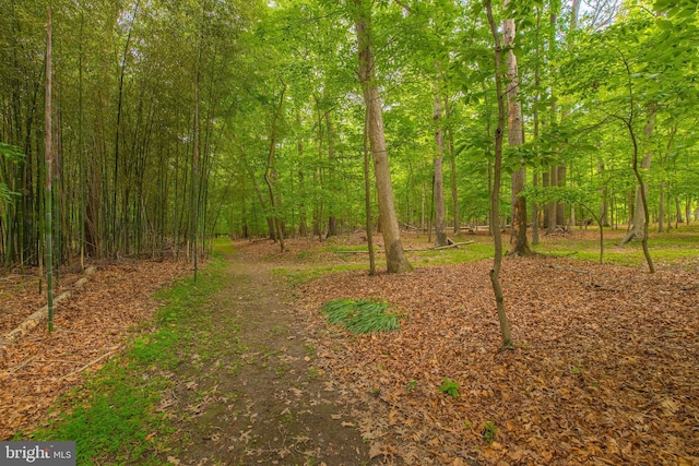 view of wooded area