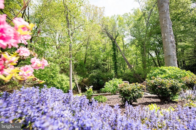 902 Emerald Dr, Alexandria, VA 22308 - view of undeveloped land