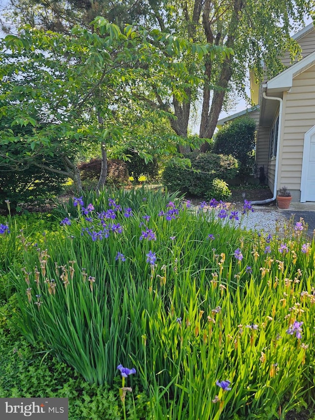 24749 Swan Rd, Saint Michaels, MD 21663 - view of yard