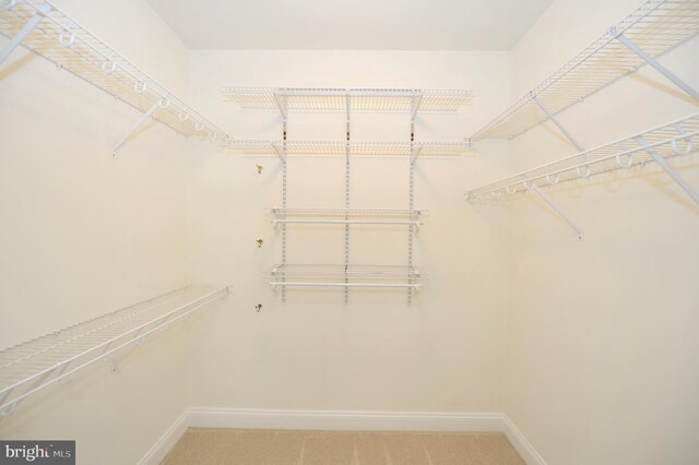 spacious closet with carpet floors