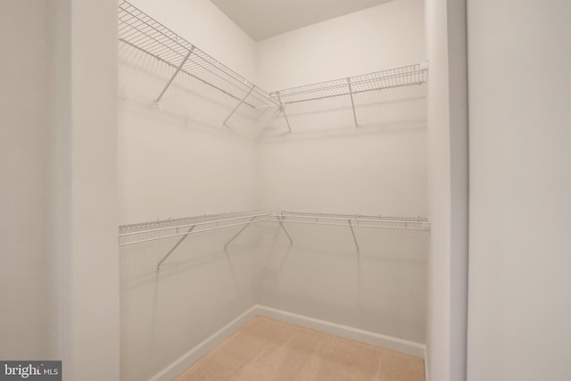 spacious closet featuring carpet
