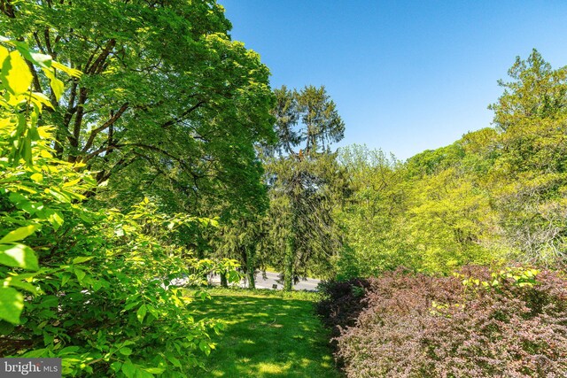 1128 Coventry Rd, Cheltenham, PA 19012 - view of grassy yard with a view of trees