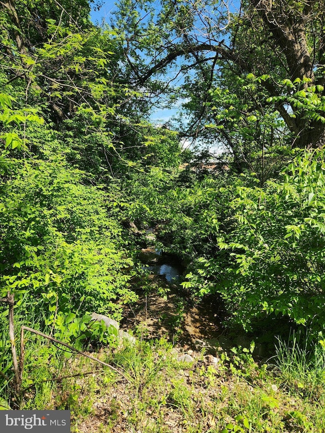 view of local wilderness