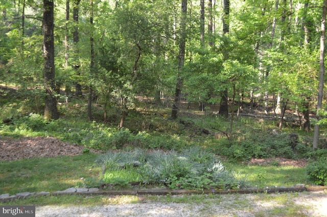 view of woods