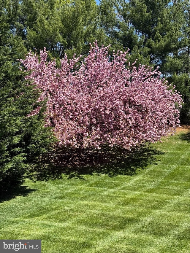 view of grassy yard