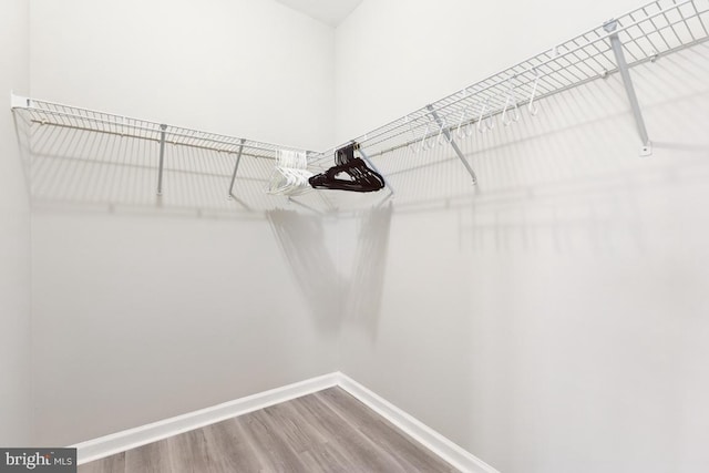 spacious closet featuring wood finished floors