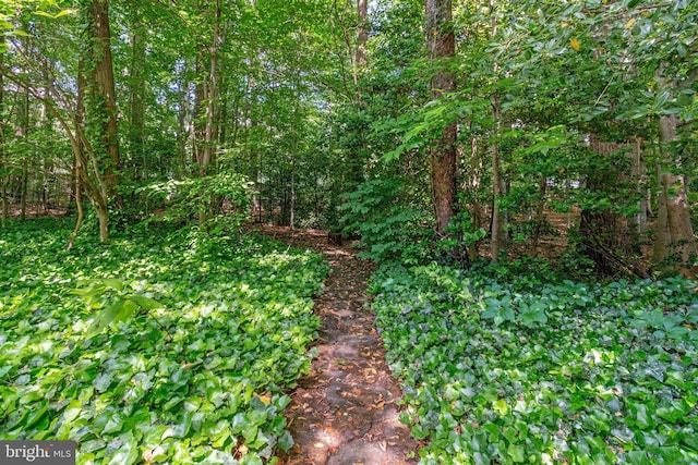 view of wooded area