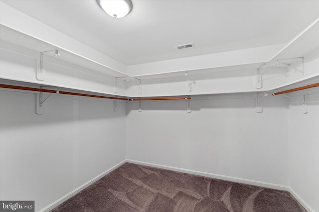 walk in closet featuring carpet floors