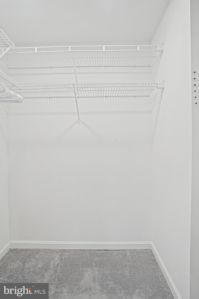 spacious closet with carpet floors
