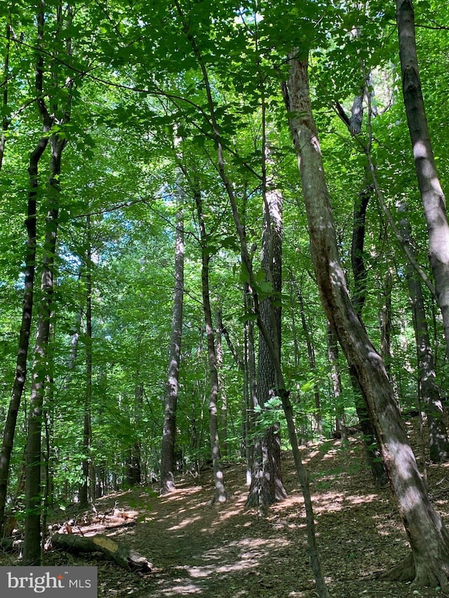 1647 Preston Rd, Alexandria, VA 22302 - view of wooded area