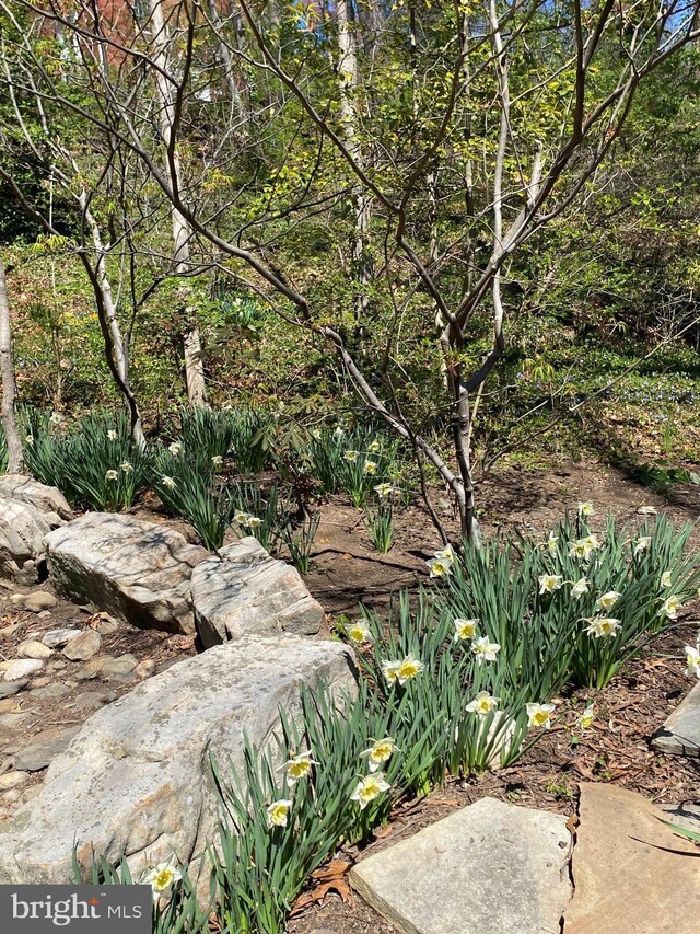 1647 Preston Rd, Alexandria, VA 22302 - view of local wilderness