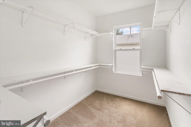 spacious closet featuring carpet flooring