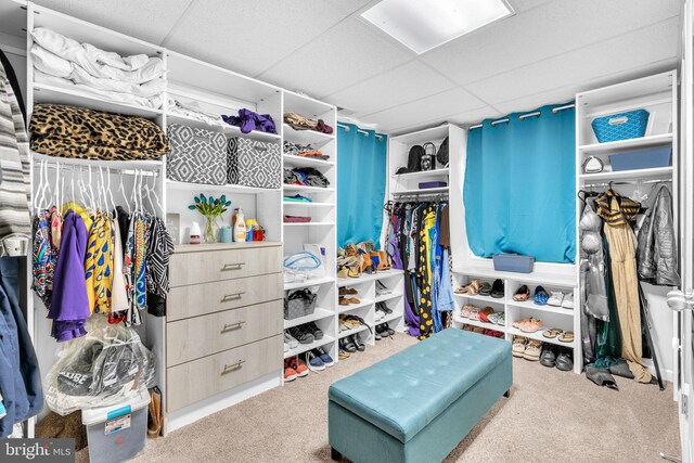 463 Bronco Trl, Lusby, MD 20657 - spacious closet featuring carpet flooring and a paneled ceiling