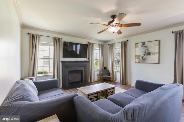 living room with ornamental molding, plenty of natural light, a fireplace with flush hearth, ceiling fan, and wood finished floors