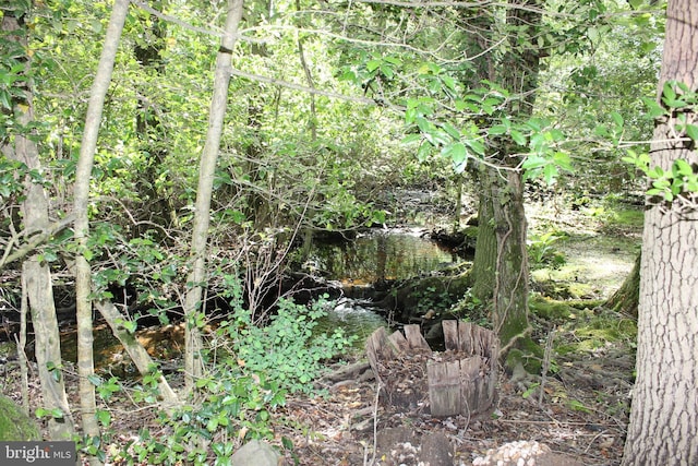 view of local wilderness