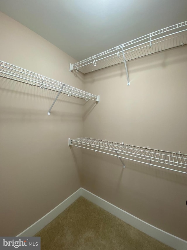 walk in closet featuring carpet floors