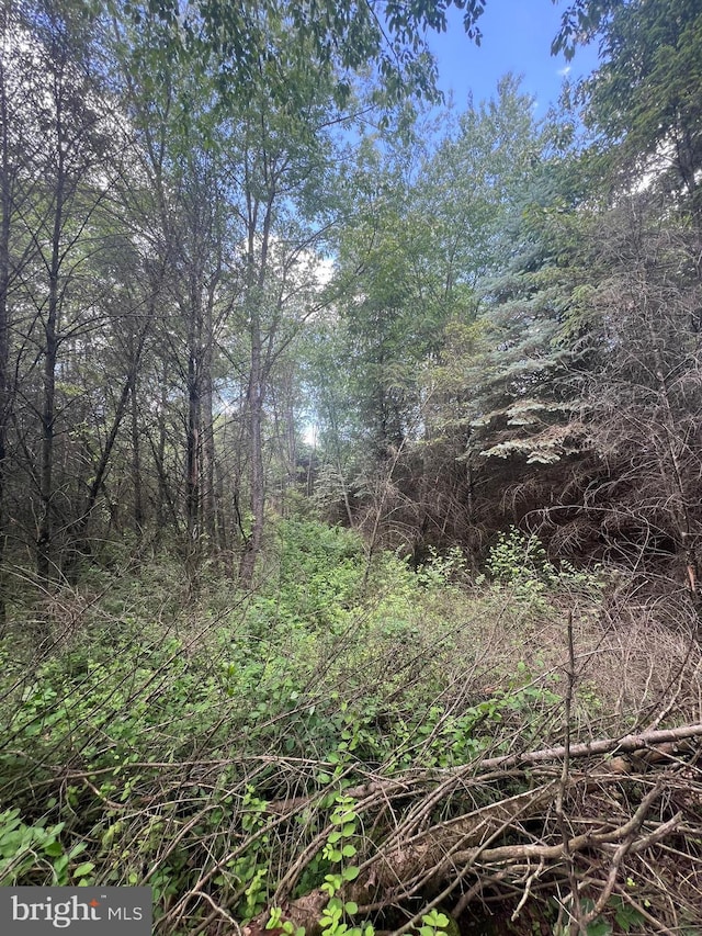 1442 Hickory Corner Rd, Augusta, WV 26704 - view of woods