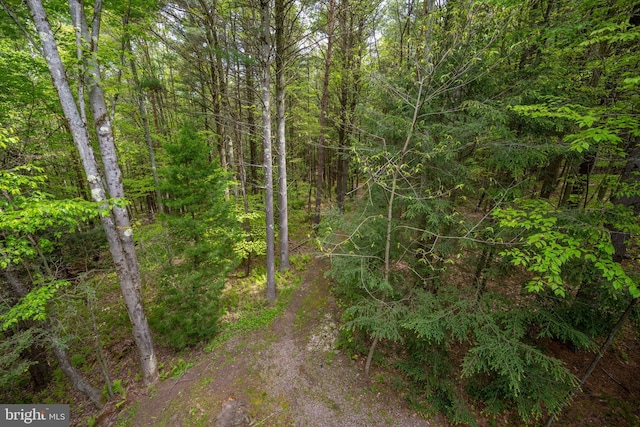 532 Pine Grove Rd, Lonaconing, MD 21539 - view of tree filled area