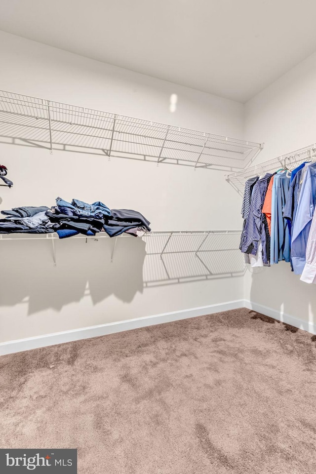 walk in closet with carpet floors