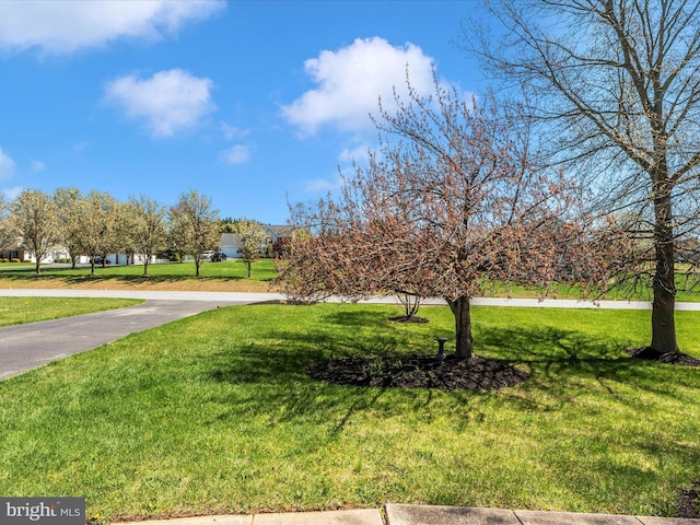 view of community with a yard
