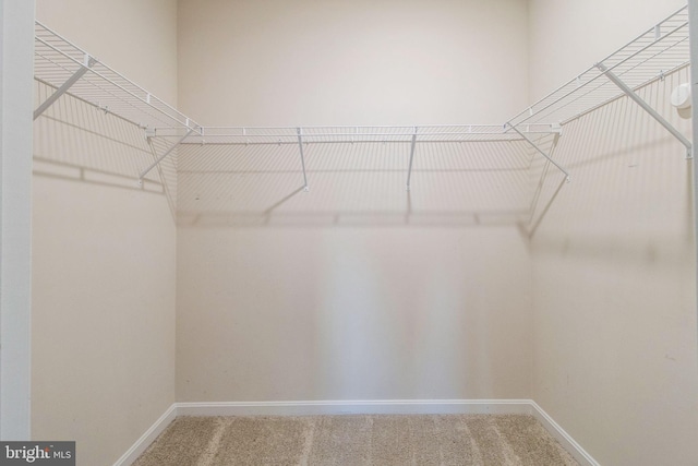 spacious closet featuring carpet floors