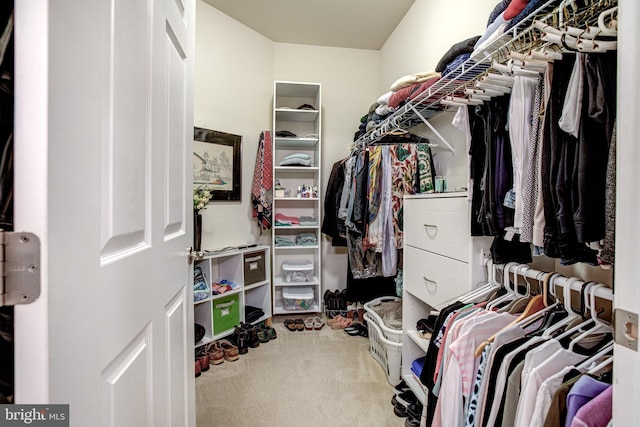 137 Settlers Way, Boalsburg, PA 16827 - walk in closet featuring carpet flooring