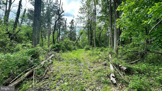 511 Center Hl, Upper Black Eddy, PA 18972 - view of undeveloped land