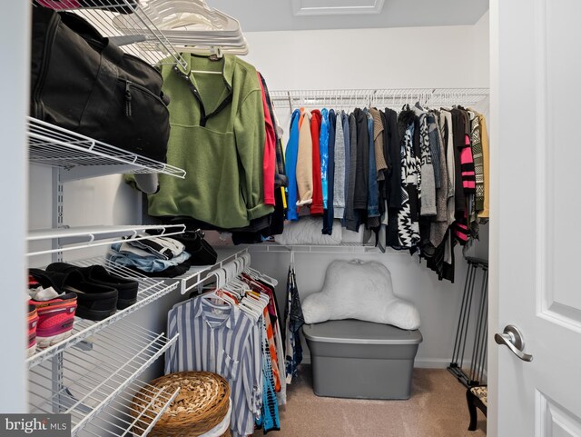 64 Fieldmaple Dr, Camden Wyoming, DE 19934 - walk in closet featuring carpet flooring and attic access