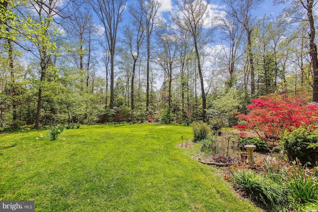 6662 Van Winkle Dr, Falls Church, VA 22044 - view of grassy yard