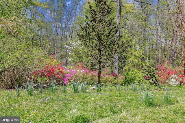 6662 Van Winkle Dr, Falls Church, VA 22044 - view of wooded area