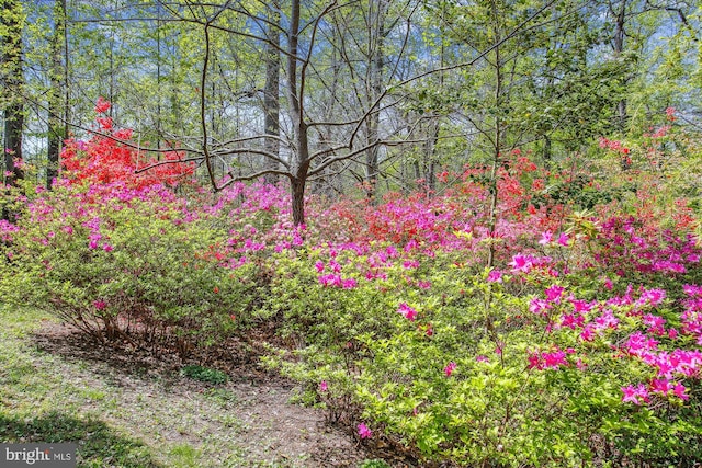 6662 Van Winkle Dr, Falls Church, VA 22044 - view of tree filled area