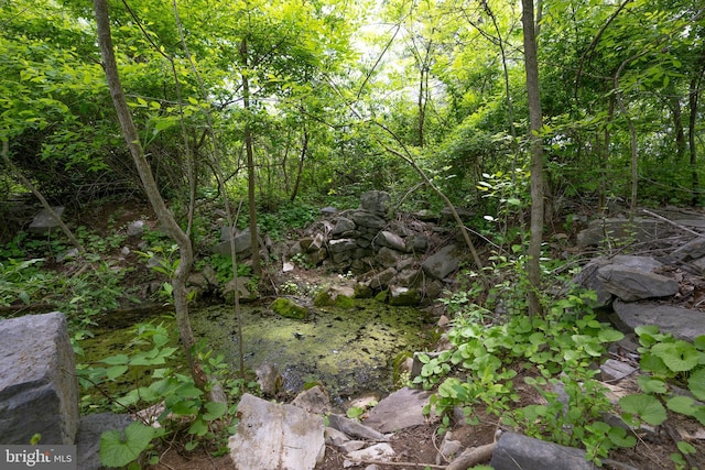 5143 S Middle Rd, Mount Jackson, VA 22842 - view of woods