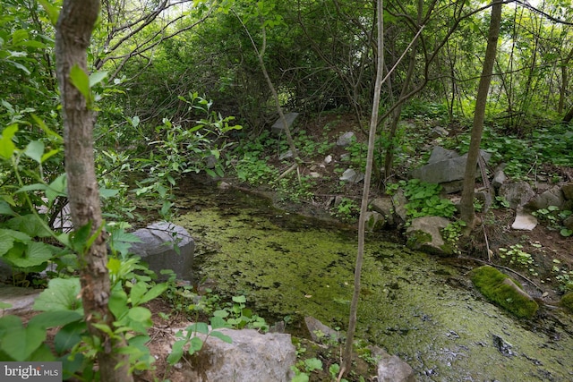 5143 S Middle Rd, Mount Jackson, VA 22842 - view of nature