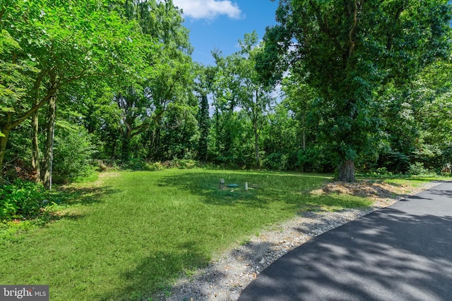229 Shoemaker Rd, Bridgeton, NJ 08302 - view of green lawn with a forest view