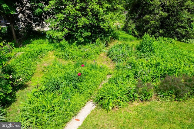 107 Bishops Ln, Baltimore, MD 21228 - view of nature