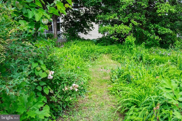 107 Bishops Ln, Baltimore, MD 21228 - view of local wilderness