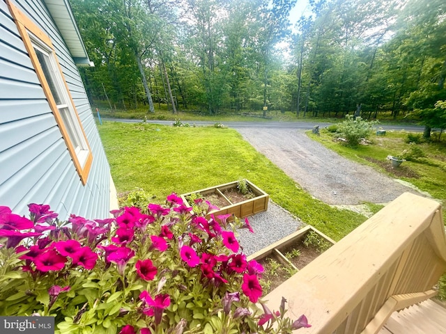 415 Rolly Rd, Mount Jackson, VA 22842 - view of green lawn with a view of trees