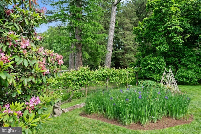 601 Maplewood Rd, Wayne, PA 19087 - view of green lawn