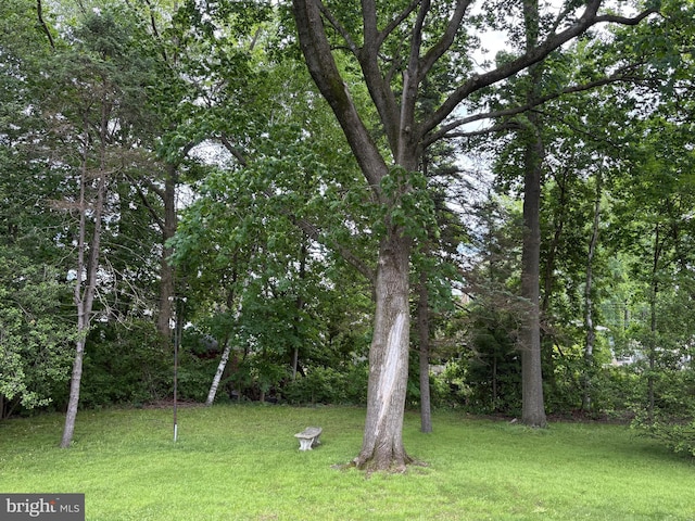 812 Agnes Ave, Morton, PA 19070 - view of green lawn