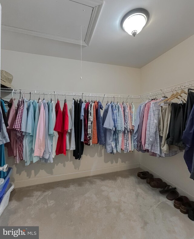 21143 Catnip Ct, Leonardtown, MD 20650 - walk in closet with attic access and carpet