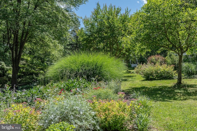 3520 Musket Dr, Midlothian, VA 23113 - view of local wilderness