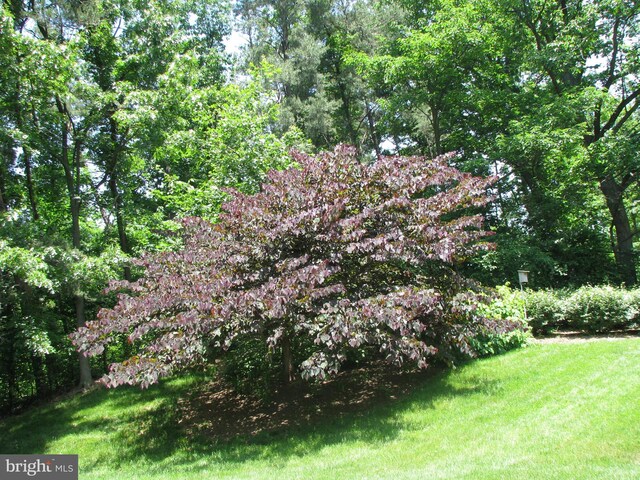 307 Yoakum Pkwy Unit 1801, Alexandria, VA 22304 - view of grassy yard with a wooded view
