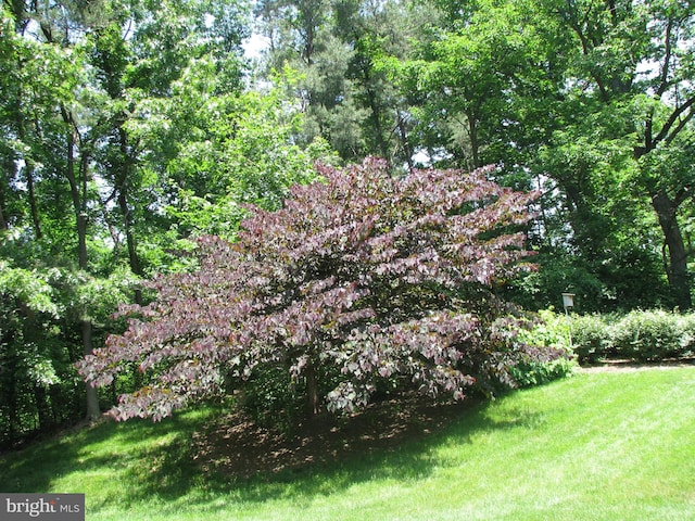 307 Yoakum Pkwy Unit 1801, Alexandria, VA 22304 - view of grassy yard featuring a forest view