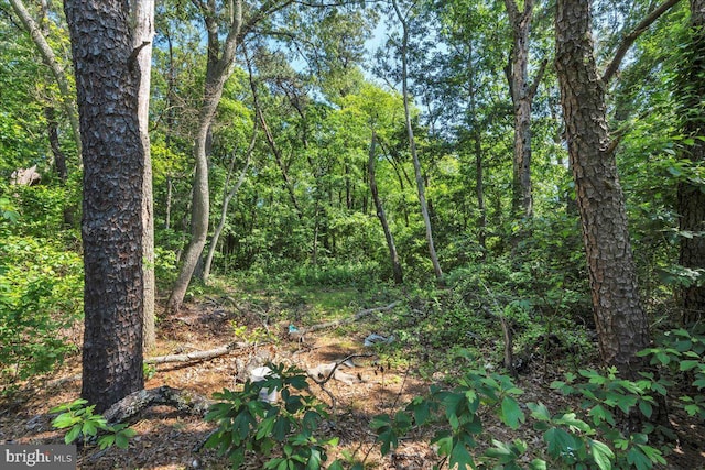 859 Columbia Ave, Newfield, NJ 08344 - view of woods