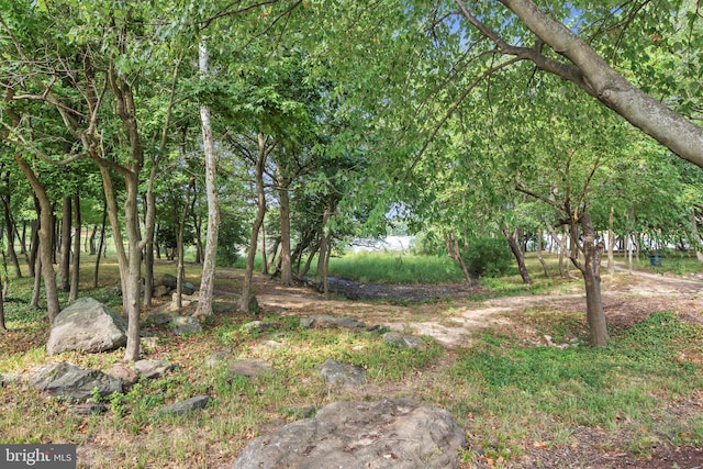 1328 Cox Cv, Stoney Beach, MD 21226 - view of undeveloped land