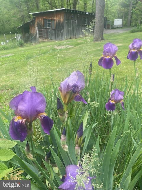 1367 Ed Arnold Rd, Augusta, WV 26704 - view of grassy yard