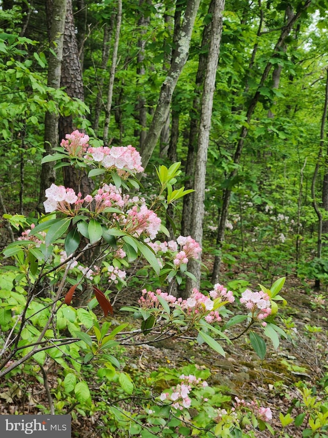 1367 Ed Arnold Rd, Augusta, WV 26704 - view of local wilderness