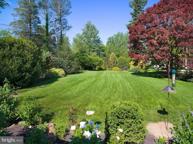 442 Old Eagle School Rd, Wayne, PA 19087 - view of green lawn