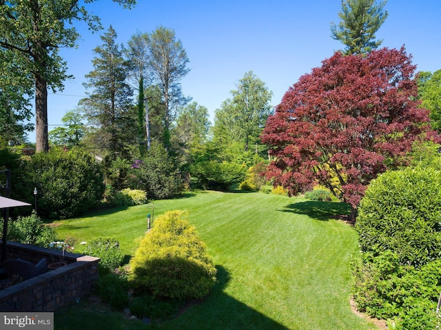 442 Old Eagle School Rd, Wayne, PA 19087 - view of green lawn