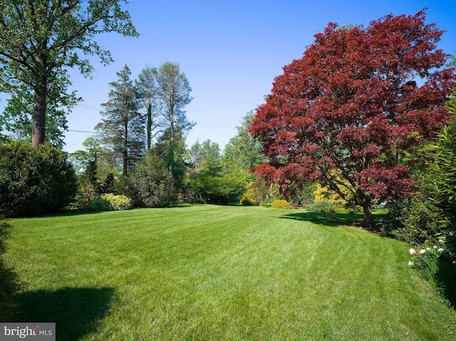442 Old Eagle School Rd, Wayne, PA 19087 - view of green lawn